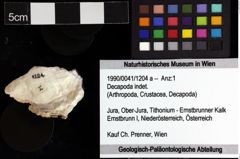 Foto (Objket + Etiketten) von Decapoda indet. 